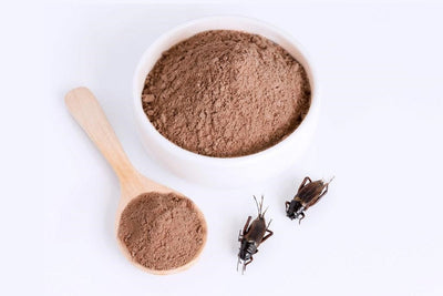 INSECTOS COMESTIBLES: ¿TU NUEVA FORMA DE PROTEÍNA FAVORITA?
